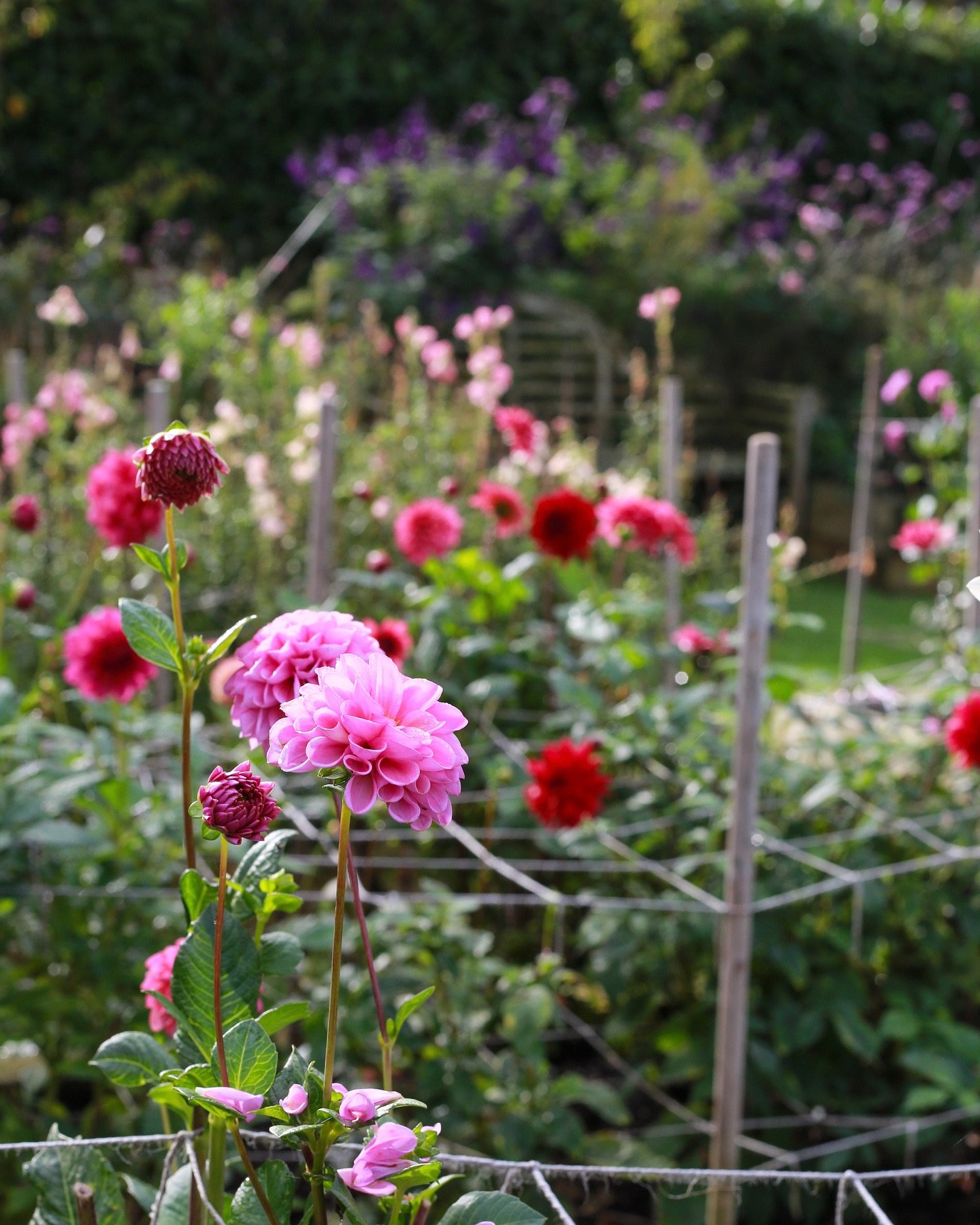 Back in October I had the pleasure to spent the morning in Bella&rsquo;s beautiful garden, full of Dahlias in a multitude of shapes and colours. It really inspired me to grow new varieties. Hop over to Bella&lsquo;s page for all things Dahlias &amp; 