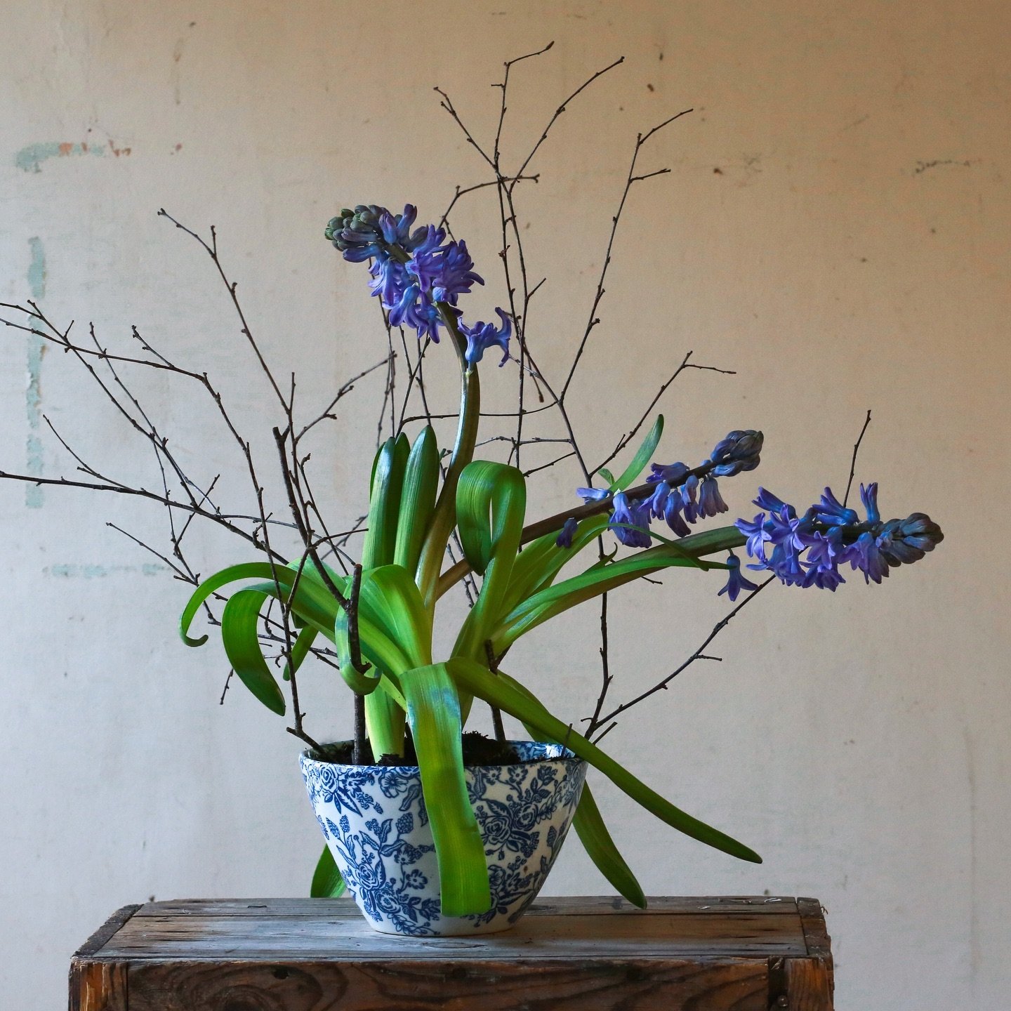 Photographing hyacinths is both a challenge and a joy. Their curvy stems can make them elusive to capture perfectly, but therein lies the beauty. 

They&rsquo;re vibrant hues ranging from purple and blues to delicate pink and white. Personally, I fav