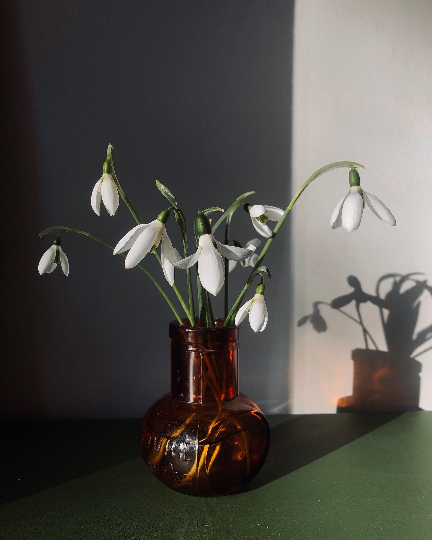 On my walks -and occasional runs- I&rsquo;ve been on the lookout for the first snowdrops to appear and yesterday I&rsquo;ve finally came across them on a sunny verge. 

Aren&rsquo;t they just beautiful?!

#snowdrops
#snowdropfestival
#messengerofspri