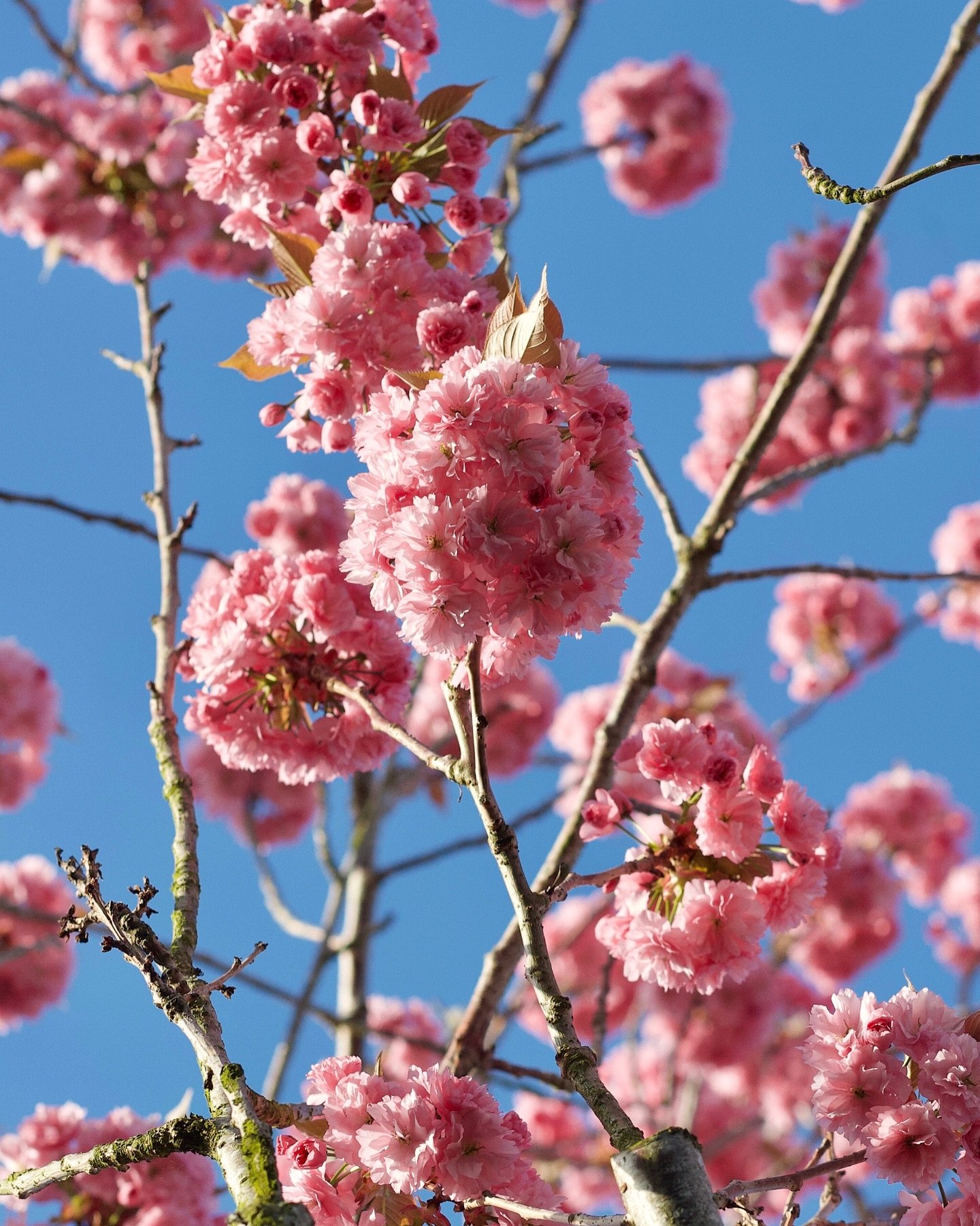 My neighbours&rsquo; cherry tree, pictured on the 28th April. 
This day is 12 weeks -sounds better than 3 months-away, which seems long, but I think once January is behind us, time moves faster towards warmer days. 

#cherrytreeinbloom
#pinkblossoms
