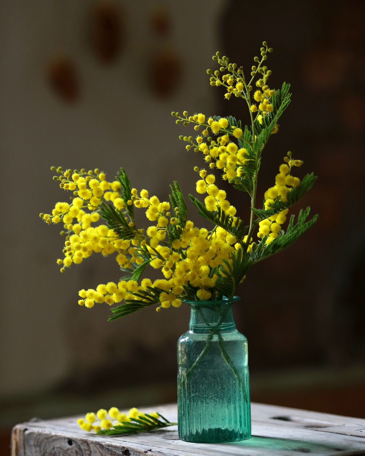 Yellow Mellow 💛

Every year in January I change the way I drive home so I can drive past an amazing mimosa tree which is showing off its magnificent yellow pompom like flowers. I even knocked on the home owner&rsquo;s door to ask whether I could pho